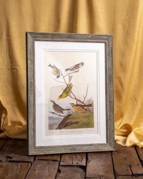 Arkansaw Siskin - Framed Wall Art